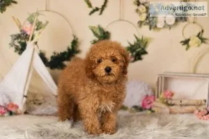 play with everyone Toy Poodles