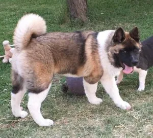 Akita AKC male 5 mo house trained sweet parents OFA