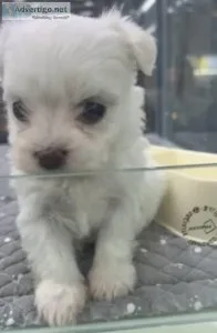Coconutwhite westie pp