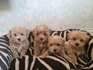 cvcvc Exquisite toy Maltipoo Puppies