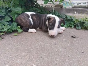 Bull terrier puppies