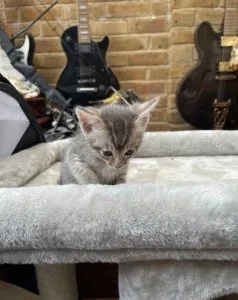 Gorgeous Ocicat Kittens For Sale.