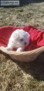 Your Furry New BFF AKC Creme Golden Retriever