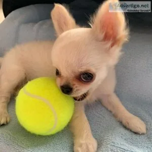 13 Smart Chihuahua puppies