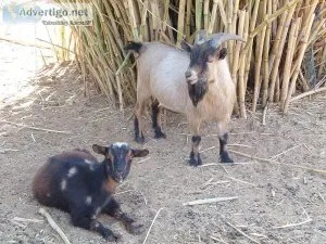 Nigerian Goats Breeding Pair
