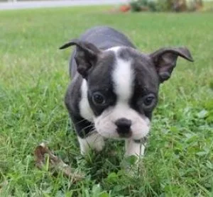yfyffookj Boston terrier puppies ready