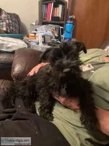 Purebred Mini Schnauzer pup