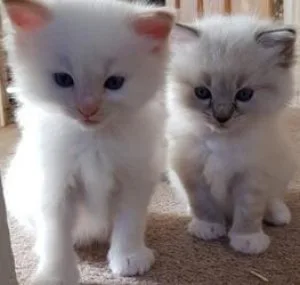 ASAERF Male and Female Ragdoll Kittens