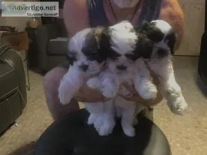 MalShiPoo Puppies