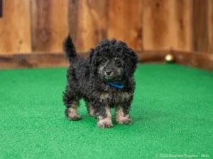 adorable small Mini Cockapoo F1b puppy