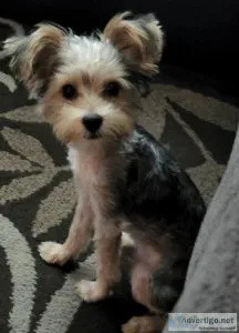 YorkiePoo 5 months old