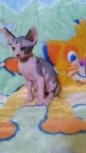 vfdFRS Blue Sphynx Miniature kittens