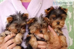 Two Left MaleFemale Will Melt Your Heart
