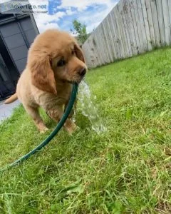 Male Labrador Retriever