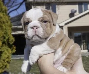 gfgsssdd litter of English Bulldog puppies