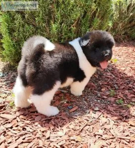 High quality show and companion Akitas