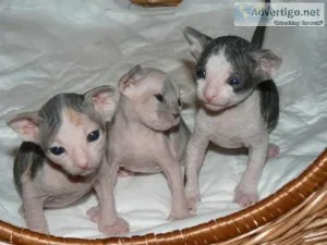 Sphynx Kittens Available Now