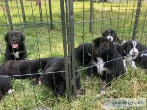 St Bernese pups