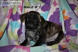 Adorable Pug Puppies
