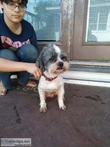 Lhasa Apso Male For Adoption