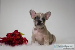Tobbie French Bulldog