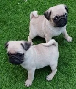 our names are Rocky and Ashley