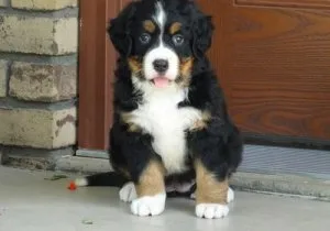 Bernese Mountain Dog Puppies for Sale