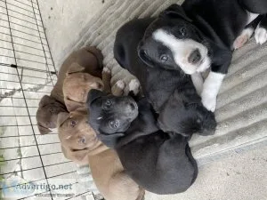 Pit Mastiff McNab and Cattahoula Mix
