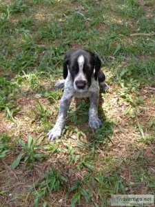 German Shorthaired Pointers. AKC registered dewclaws removed tai