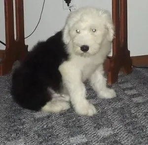 Old English Sheepdog Puppies for Sale