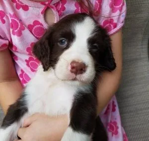 English Springer Spaniel Puppies for Sale