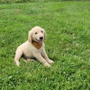 gfgdfd  gregarious Golden retriever