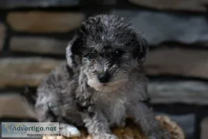 Jack Schnoodle