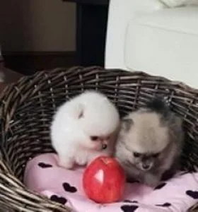 Awesome T-Cup Pomeranian Puppies