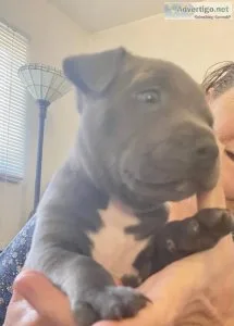 Gorgeous blue Staffordshire Bull Terriers