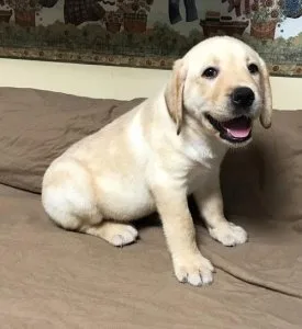 Labrador Retriever Puppies for Sale