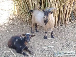 Nigerian Goats Breeding Pair