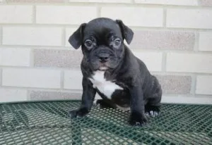 French Bulldog Puppies for Sale