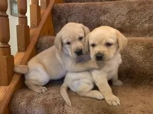 ffgfgdfdh Very cute labrador retriever puppies