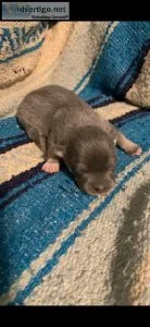 Bluie corgi