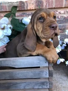 Beautiful cuddling bloodhound babies
