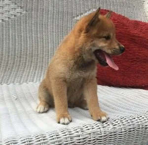 Shiba Inu Puppies for Sale