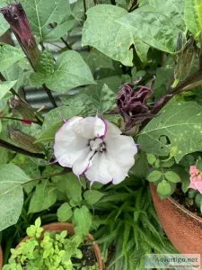 Plants for Sale