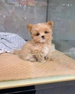 rdddfgdf Maltipoo puppy for sale