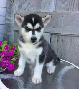 Siberian Husky Puppies for Sale