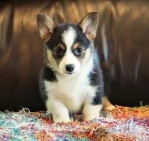 czfsd good Pembroke welsh corgi puppies ready