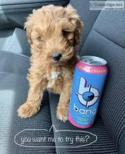 Poodle puppies Available