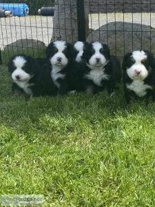 Adorable Bernese Mountain Dogs