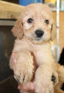 Goldendoodle Puppies for Sale