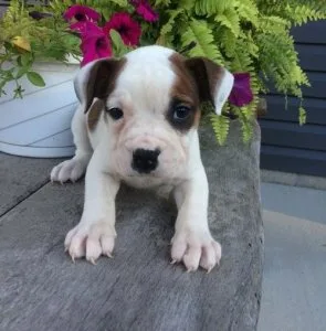 Olde English Bulldogge Puppies for Sale